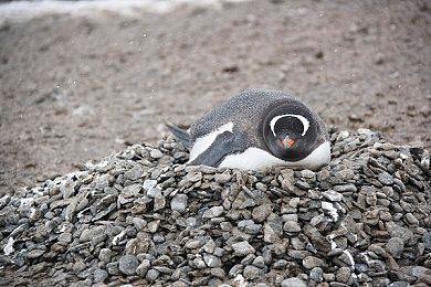 治愈系探索冒险游戏《漫漫长路 沙巫之旅》发售窗口公布 2024年9月推出